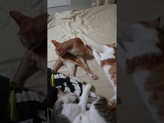 Why is My Kitten's Nose Dripping? Causes and Solutions 3 sddefault