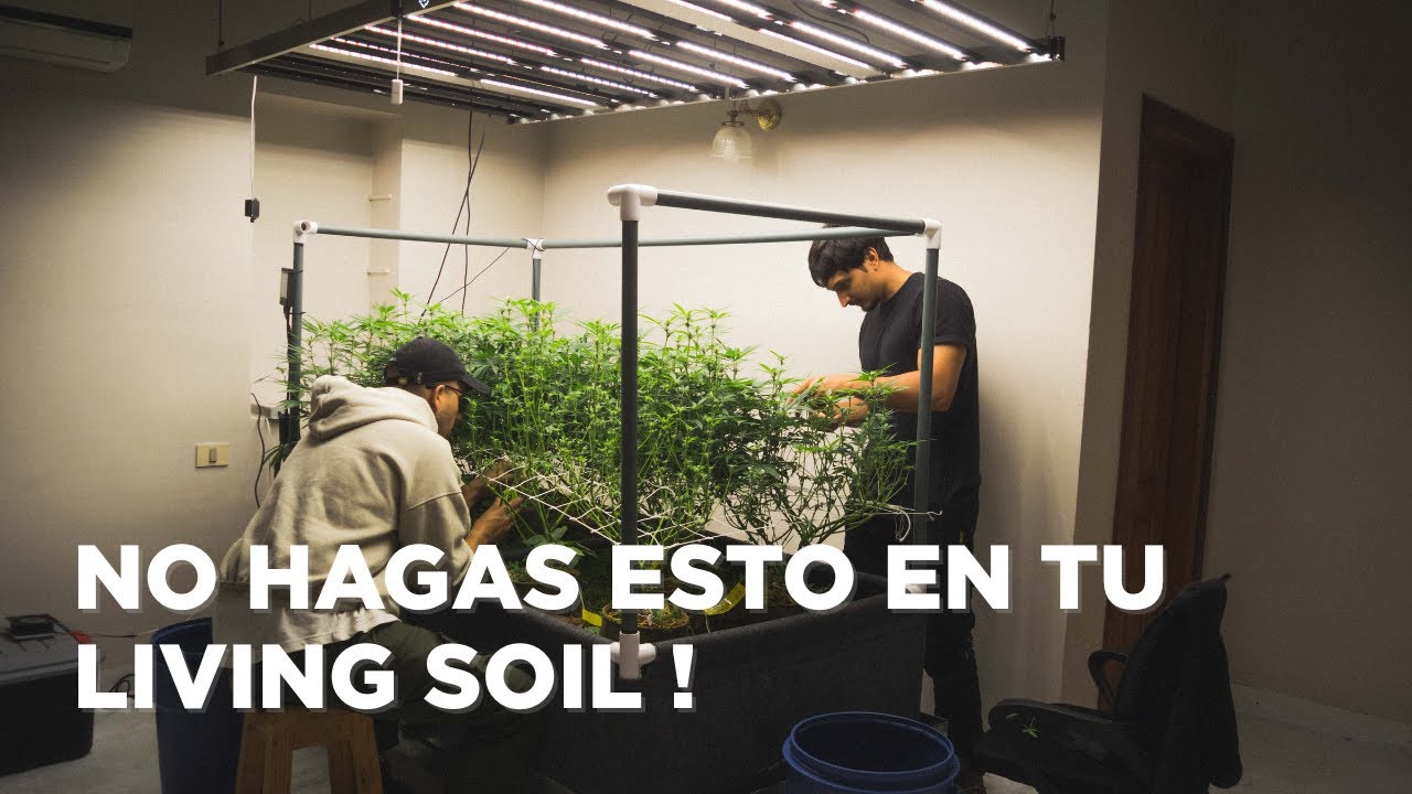 TOP 5 ERRORES AL EMPEZAR LIVING SOIL