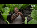 NEET Botany Vegetative Morphology by Kalvi TV