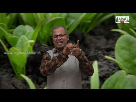 NEET BOTANY  VEGETATIVE MORPHOLOGY  Kalvi TV