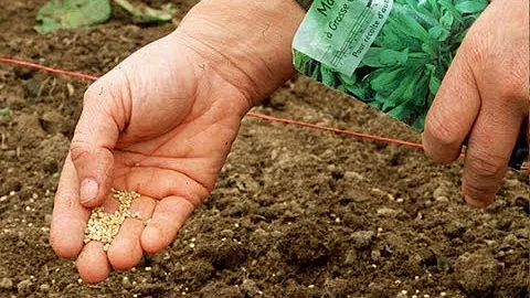 Comment bien semer de la mâche ?