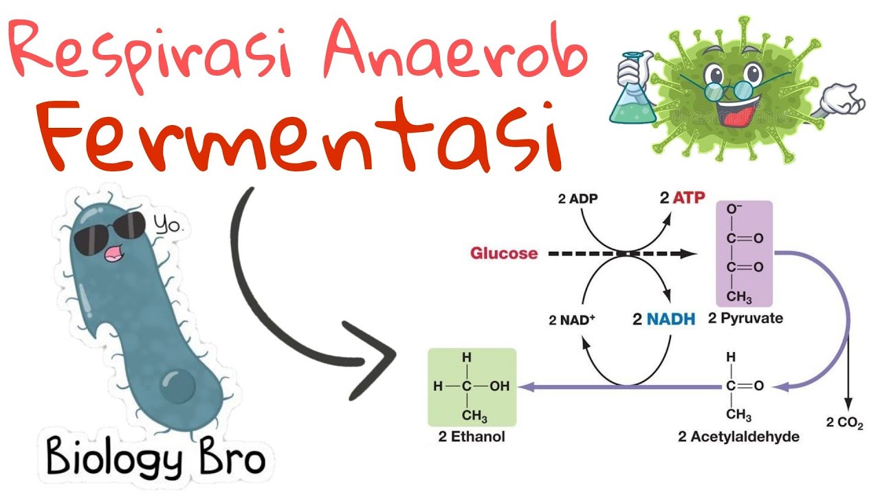 RESPIRASI ANAEROB, FERMENTASI ALKOHOL & FERMENTASI ASAM LAKTAT - YouTube
