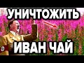 Зачем Гитлер уничтожил фабрику Иван Чая в СССР . История о которой вряд ли напишут в учебниках