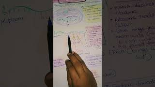 Protein synthesis