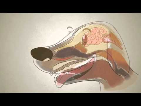 Video: Cómo Los Perros Experimentan El Mundo: Parte 2