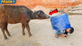 Baffalo के साथ Prank करने पर यह क्या हो गया 😔‌ | Baffalo Prank 😅