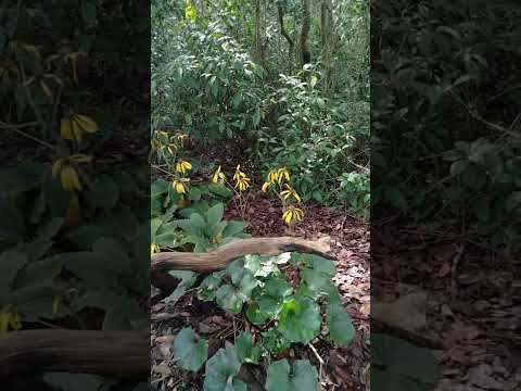 Video: Farfugium Leopard Bitki Məlumatı: Bağda Bəbir Bitkilərinə Necə Baxmaq olar