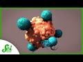 10-Year Cancer Remission Thanks to T Cell Therapy​​ | SciShow News