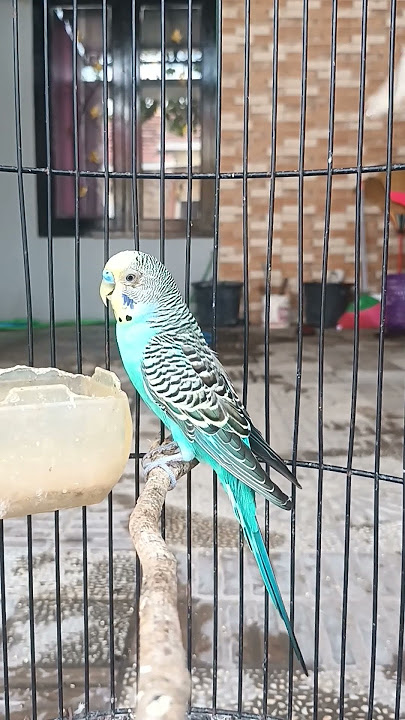 Parkit Jantan Cere Biru #parkit #ternakparkit #freefly #parkitgacor #parkitaustrali #budgies