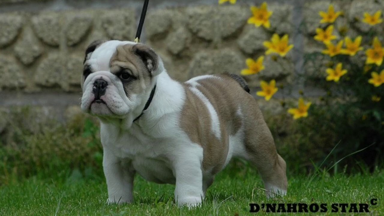 D’NAHROS STAR OPTIMUS PRIME mexico primera division