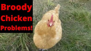 Broody Chicken causing problems