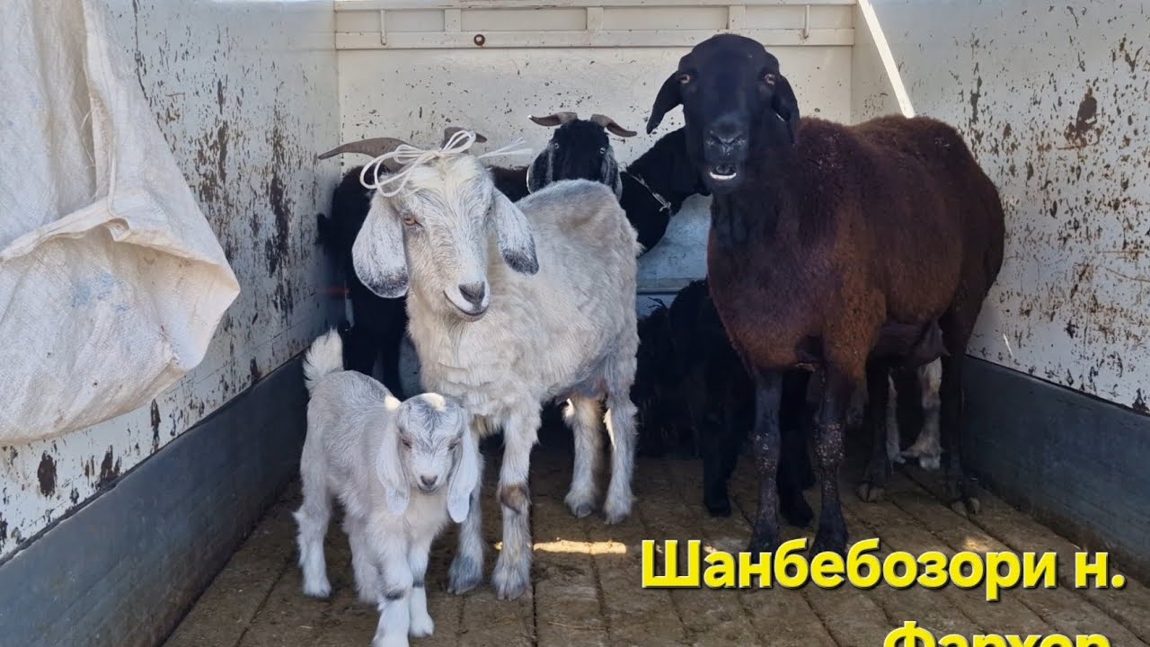 Шанбебозори н. Фархор нархи гову мол арзон шид ё не 