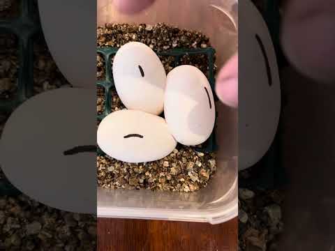 Update on the Woma snake eggs.