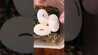 Update on the Woma snake eggs.