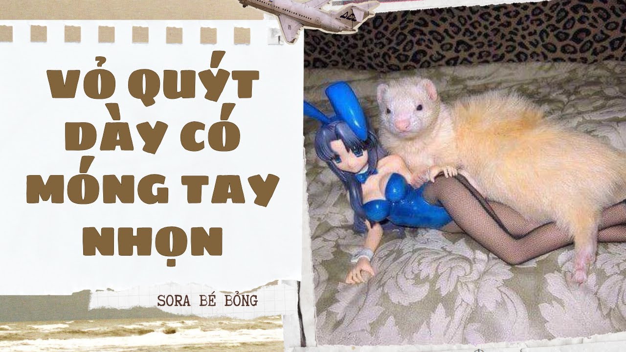 [Truyện Audio ] [FULL] VỎ QUÝT DÀY CÓ MÓNG TAY NHỌN | Sora Bé Bỏng