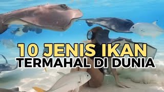 10 JENIS IKAN TERMAHAL DI DUNIA