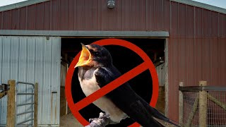 Evicted!  How we stopped birds from nesting in our pole barn