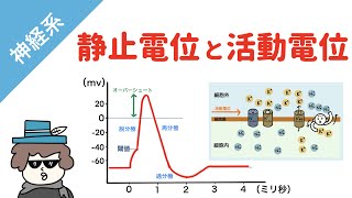 【神経系】静止電位と活動電位