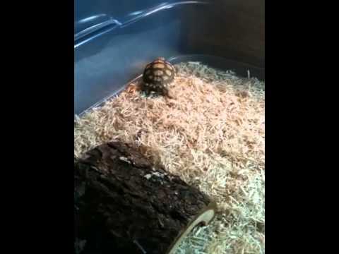 video phone beyonce mp3 My new baby tortise