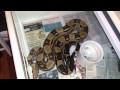 Boa Constrictor Collection @ Queen City Constrictors