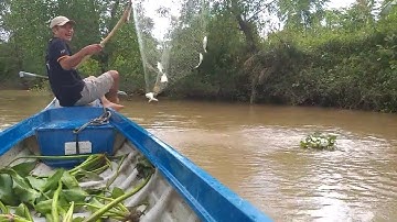 105\Vớt cá (P1) Nước mới lớn cá ăn liên tục vớt không kịp luôn | Săn bắt SÓC TRĂNG |