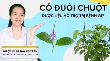 Sử dụng dược liệu cỏ đuôi chuột hỗ trợ trị bệnh tiểu đường có hiệu quả?