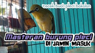 masteran burung pleci#plecimaniaindonesia #plecimania #pleci