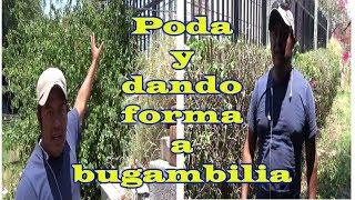 Poda y dando forma a bugambilia