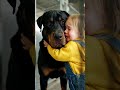 Very Big Dog Choose Little Angel Really Heart Warming #animalrescue #pitbull