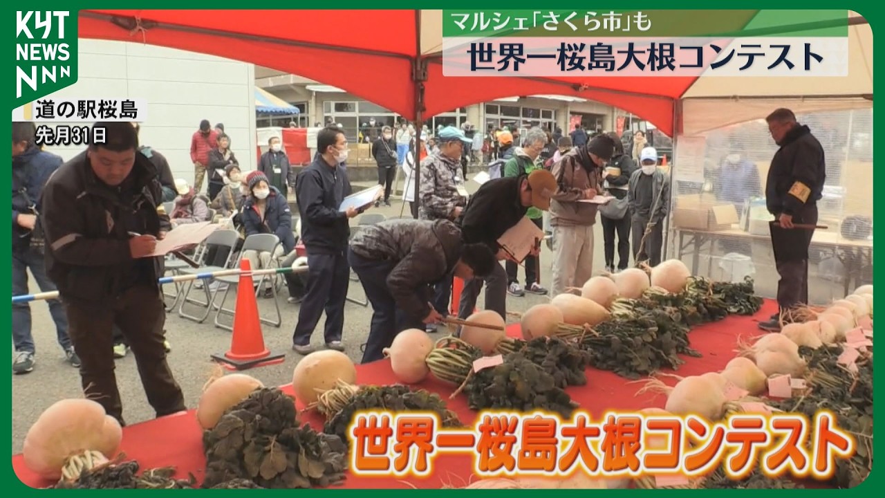 普通のダイコンよりおもしろい形」今が旬！世界一桜島大根コンテスト