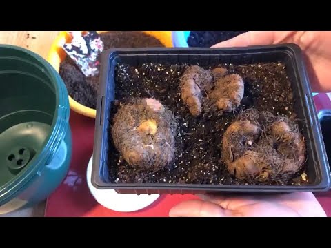 Video: Kako shraniti begonijo pozimi doma