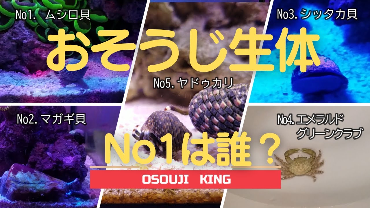 【海水アクアリウム】おそうじ生体No1決定戦！