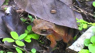 Animals of the Yucatan