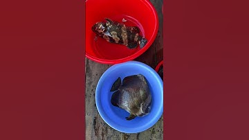 Vlog 1 ngày đi câu cá và ăn hải sản bè Trí Nguyên Nha Trang #caucanhatrang #tourcaucanhatrang