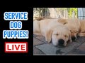 LIVE STREAM PUPPY CAM! Special Guests - Golden Retriever / Labrador Service Dog Puppies!