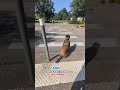 Lorient 56 c'est beau c'est calme malinois GUN