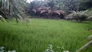 Degung sunda Sore-sore di pematang sawah