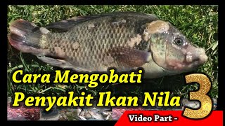 Khasiat Daun Pepaya Mengobati Ikan Terkena Penyakit Menular di Kolam Bioflok | Part 3