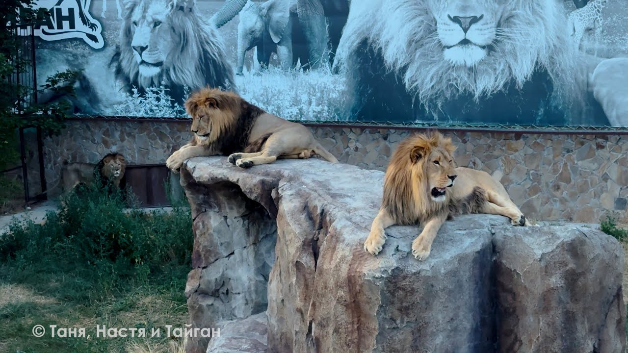 Когда парк засыпает, львы просыпаются! Вожак драконит вольерных львов и устраивает мощные переклички