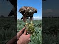 Falcon flies in from the field and lands on my hand—slow‑mo trust moment #Shorts