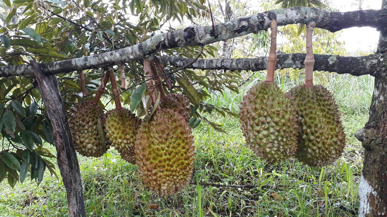 Kebun durian MUSANGKING & BAWOR 