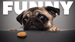 TOP 3 FUNNY Background Music for Videos / Royalty Free Comedy Music for Commercial use