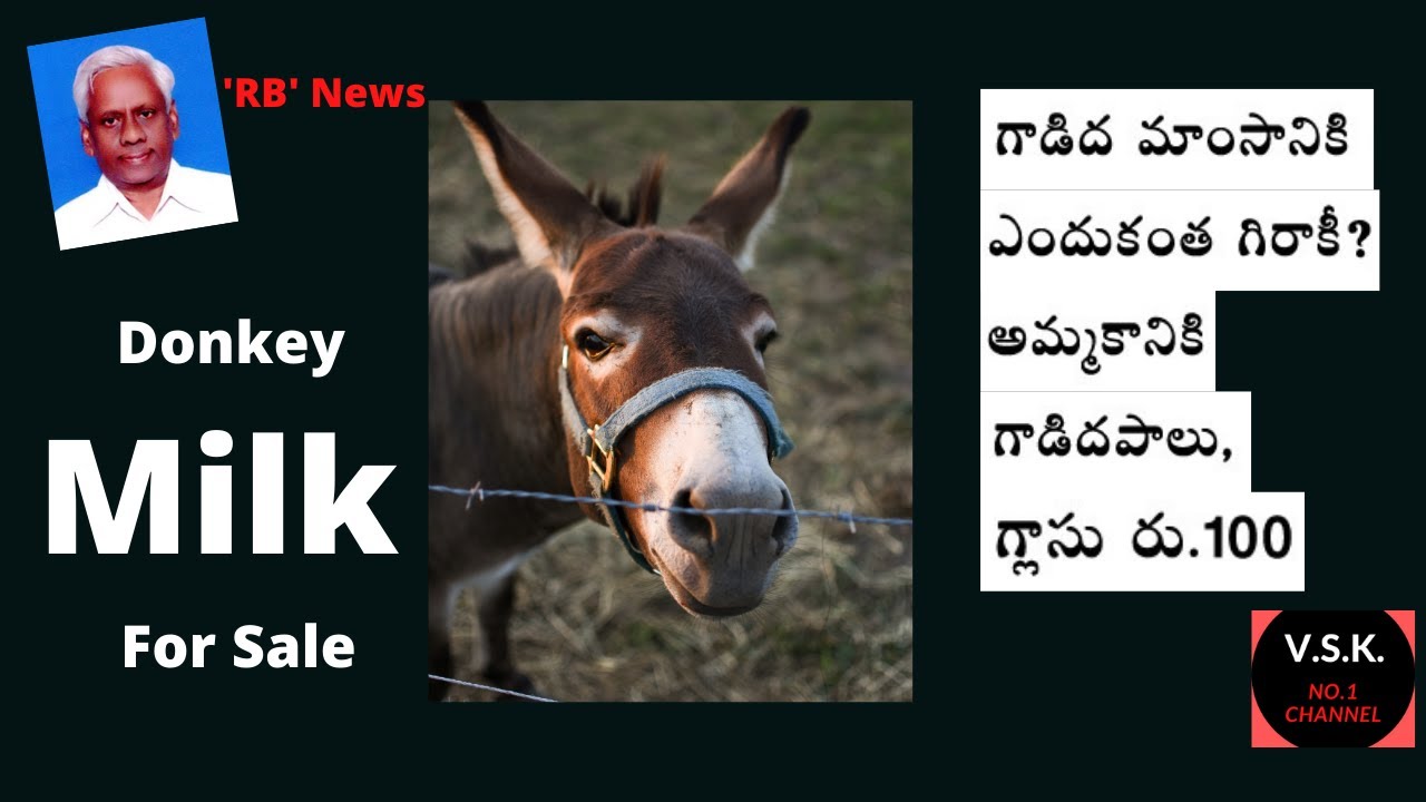 Donkey Milk for Sale YouTube