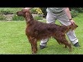 Dog breed irish setter