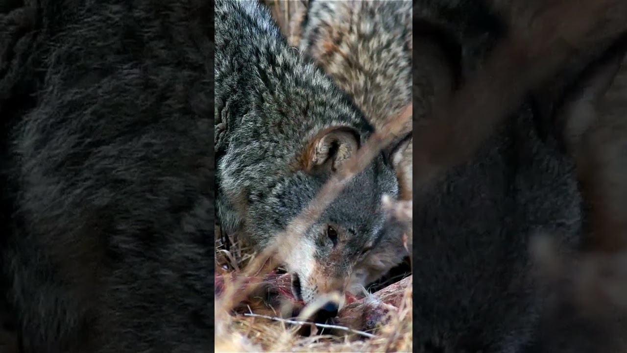 Mind-Blowing Wolf Facts You Didn’t Know! 