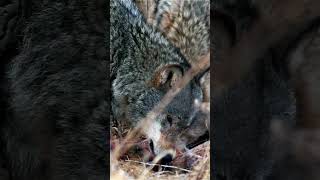 Mind-Blowing Wolf Facts You Didn’t Know! #animals #wildlife #facts #shorts
