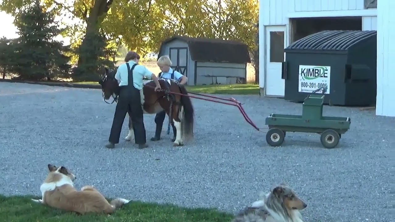 For Sale*** Jasper - YouTube