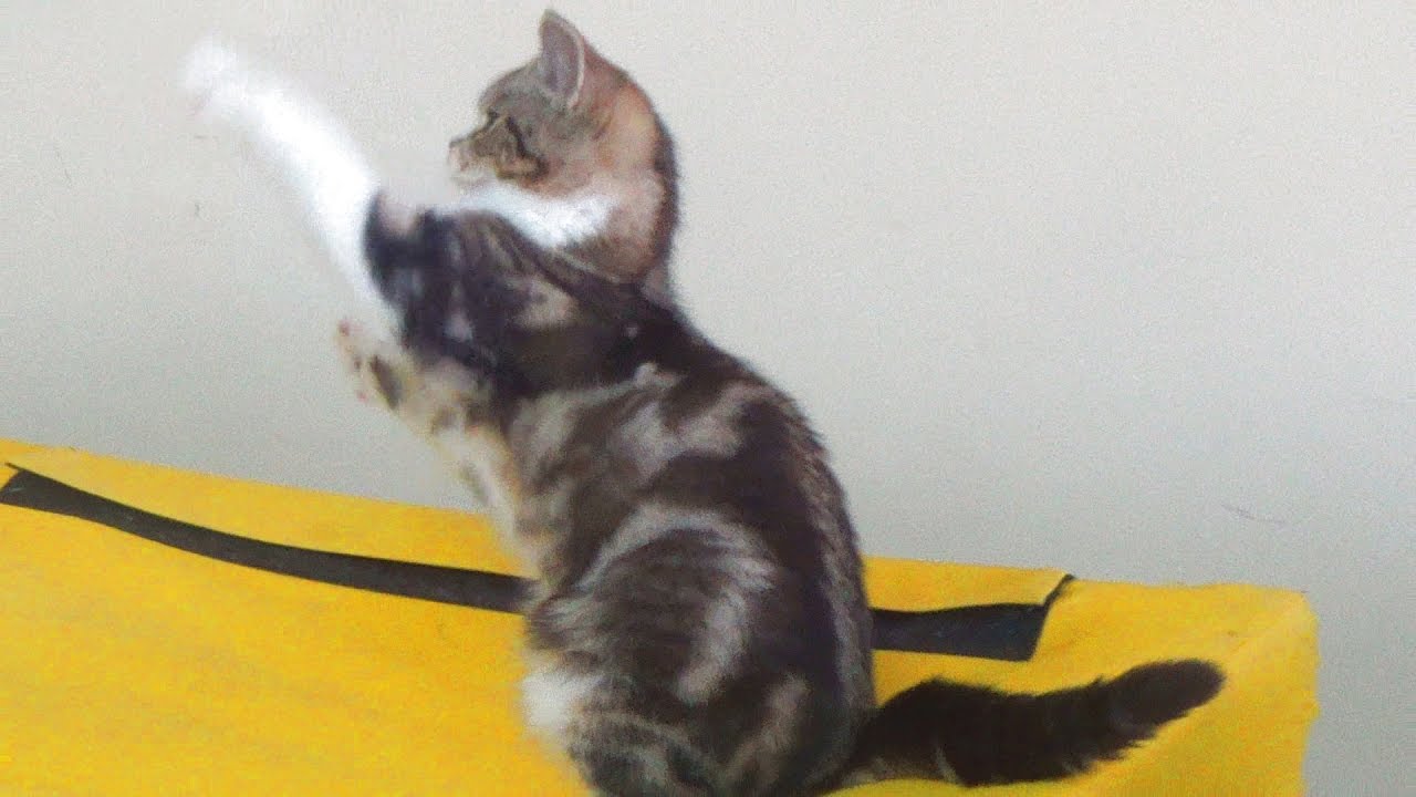 Видео про кошек - Выставка кошек в Перми - Макс играется с котенком