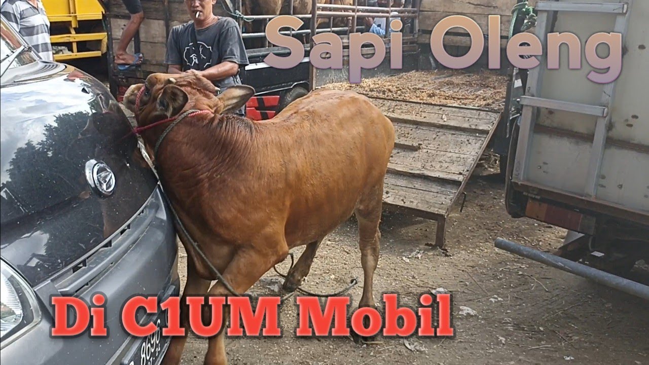 Pasar sapi ambulu jember || Sapi Oleng - YouTube