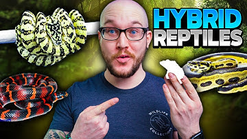5 INSANE NEW Hybrid Snakes You